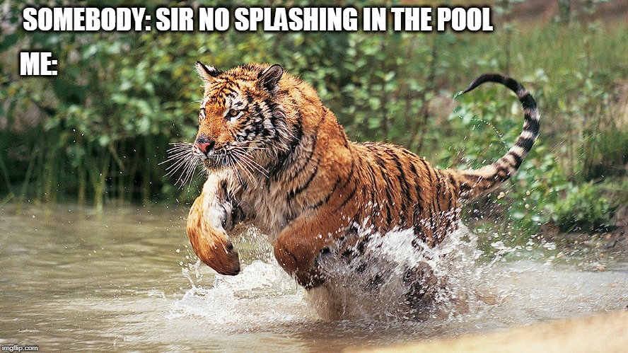 SOMEBODY: SIR NO SPLASHING IN THE POOL; ME: | image tagged in tiger,water | made w/ Imgflip meme maker