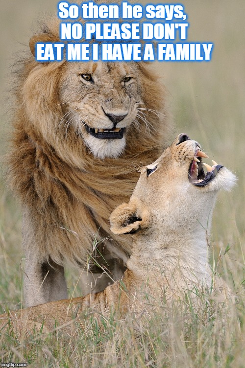 Cruel Animals | So then he says, NO PLEASE DON'T EAT ME I HAVE A FAMILY | image tagged in lions,humor,wildlife,evil | made w/ Imgflip meme maker