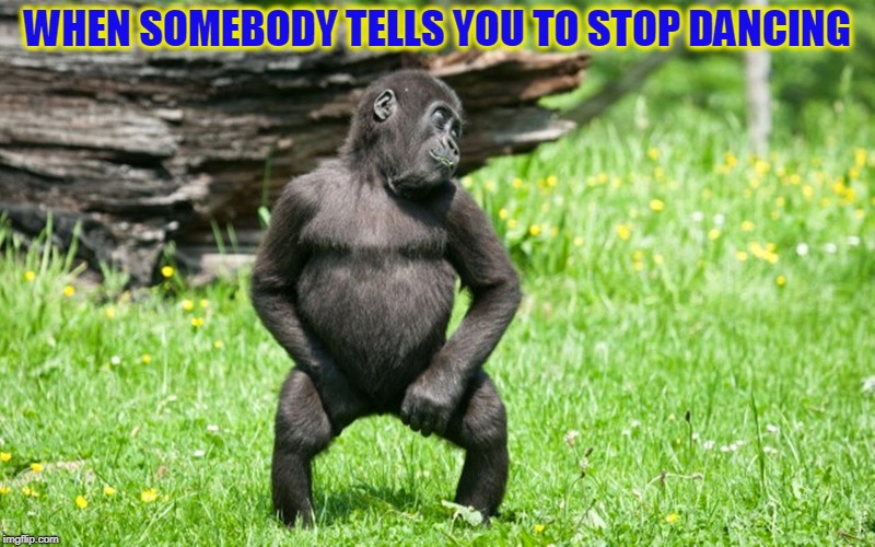 WHEN SOMEBODY TELLS YOU TO STOP DANCING | image tagged in monkey,funny animals,dancing | made w/ Imgflip meme maker