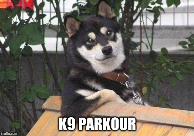 Cool dog | K9 PARKOUR | image tagged in cool dog | made w/ Imgflip meme maker