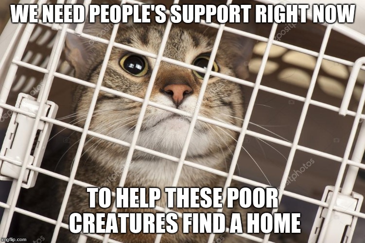 WE NEED PEOPLE'S SUPPORT RIGHT NOW; TO HELP THESE POOR CREATURES FIND A HOME | image tagged in cat | made w/ Imgflip meme maker