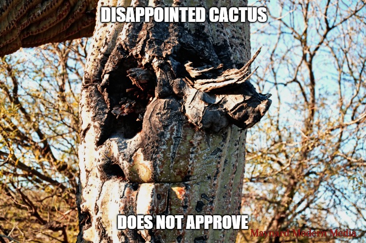 DISAPPOINTED CACTUS; DOES NOT APPROVE | image tagged in disappointed cactus | made w/ Imgflip meme maker