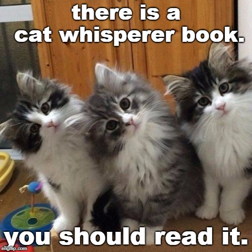 cats are not group or pack behavior animals.some smart people have studied this and published their work. | there is a cat whisperer book. you should read it. | image tagged in cat understading,feline whisperer book,mieshelle nagelscheider,meme this,animal behavior | made w/ Imgflip meme maker