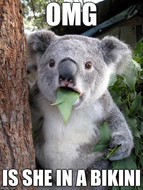 Surprised Koala | OMG; IS SHE IN A BIKINI | image tagged in memes,surprised koala | made w/ Imgflip meme maker