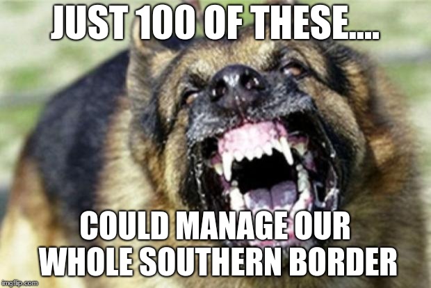 Evil German Shepherd from Hell 2 | JUST 100 OF THESE.... COULD MANAGE OUR WHOLE SOUTHERN BORDER | image tagged in evil german shepherd from hell 2 | made w/ Imgflip meme maker