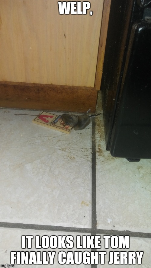 WELP, IT LOOKS LIKE TOM FINALLY CAUGHT JERRY | image tagged in mouse has been caught | made w/ Imgflip meme maker