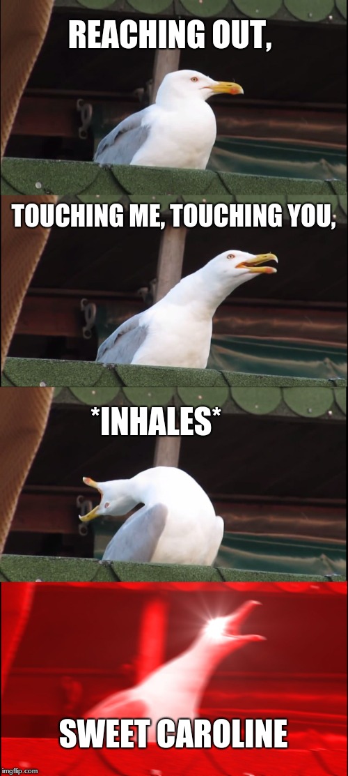 Inhaling Seagull | REACHING OUT, TOUCHING ME, TOUCHING YOU, *INHALES*; SWEET CAROLINE | image tagged in memes,inhaling seagull | made w/ Imgflip meme maker