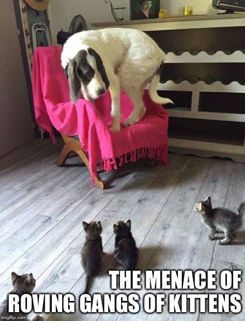 THE MENACE OF ROVING GANGS OF KITTENS | made w/ Imgflip meme maker