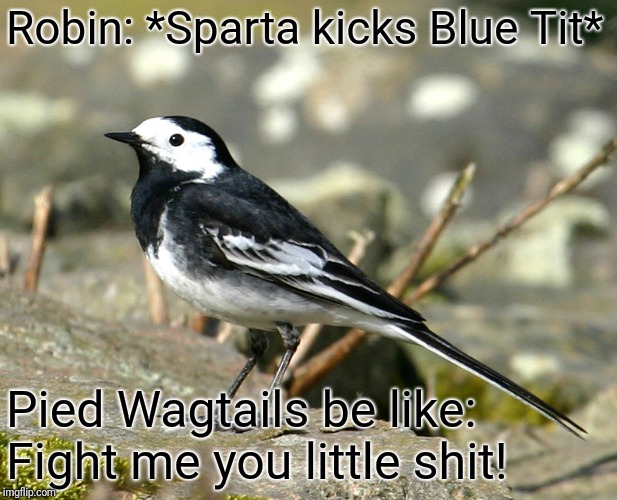 Savage Pied Wagtail | Robin: *Sparta kicks Blue Tit* Pied Wagtails be like: Fight me you little shit! | image tagged in savage pied wagtail | made w/ Imgflip meme maker