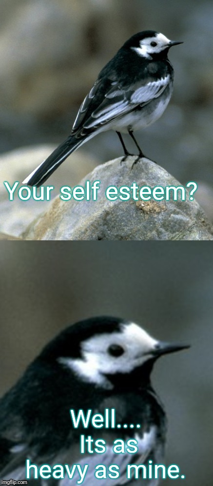 Clinically Depressed Pied Wagtail | Your self esteem? Well.... Its as heavy as mine. | image tagged in clinically depressed pied wagtail | made w/ Imgflip meme maker