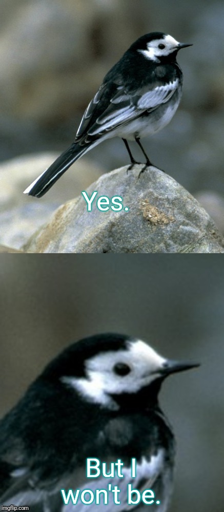 Clinically Depressed Pied Wagtail | Yes. But I won't be. | image tagged in clinically depressed pied wagtail | made w/ Imgflip meme maker