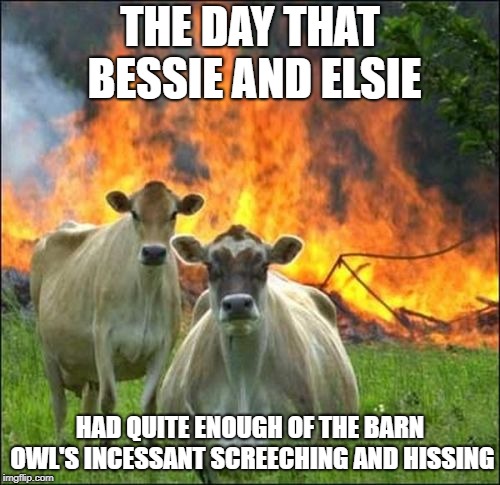 Evil Cows Meme | THE DAY THAT BESSIE AND ELSIE; HAD QUITE ENOUGH OF THE BARN OWL'S INCESSANT SCREECHING AND HISSING | image tagged in memes,evil cows | made w/ Imgflip meme maker