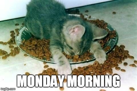 Monday Morning | MONDAY MORNING | image tagged in mondays,cats,sleep,funny,memes | made w/ Imgflip meme maker