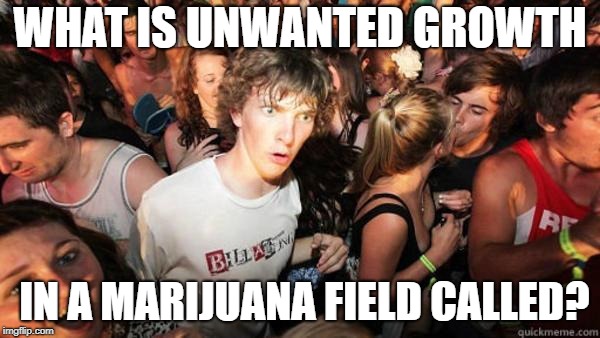 what if rave | WHAT IS UNWANTED GROWTH IN A MARIJUANA FIELD CALLED? | image tagged in what if rave | made w/ Imgflip meme maker