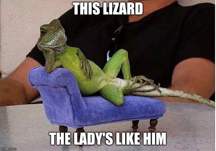 wonder lizard | THIS LIZARD; THE LADY'S LIKE HIM | image tagged in lizard | made w/ Imgflip meme maker