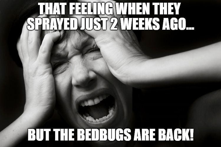 Bedbugs are Back! | THAT FEELING WHEN THEY SPRAYED JUST 2 WEEKS AGO... BUT THE BEDBUGS ARE BACK! | image tagged in panic,terror,bedbugs,oh no,damn | made w/ Imgflip meme maker
