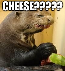 Disgusted Otter | CHEESE????? | image tagged in disgusted otter | made w/ Imgflip meme maker