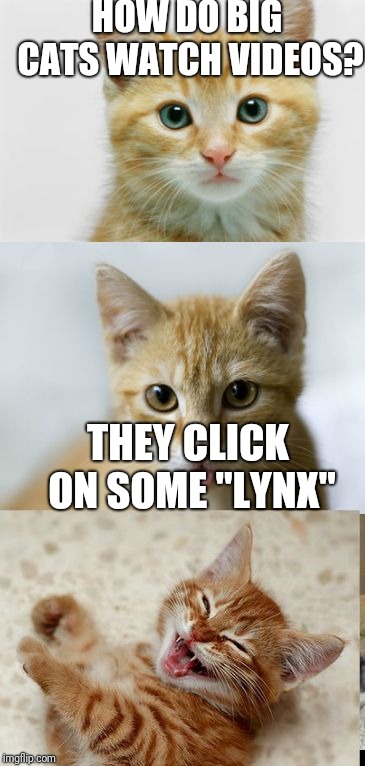 Bad Pun Cat | HOW DO BIG CATS WATCH VIDEOS? THEY CLICK ON SOME "LYNX" | image tagged in bad pun cat | made w/ Imgflip meme maker