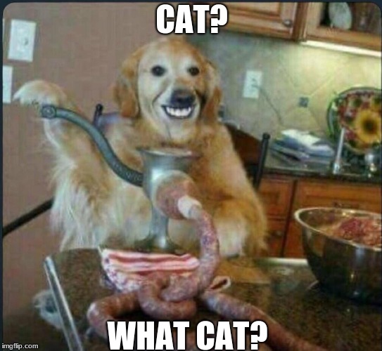 When the owner isn't home | CAT? WHAT CAT? | image tagged in grinding dog | made w/ Imgflip meme maker