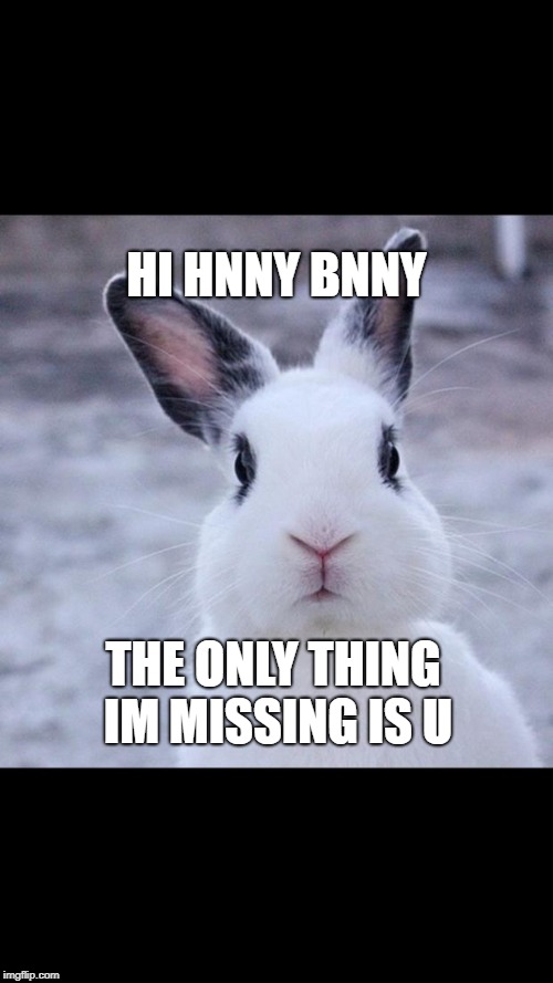 Hunny Bunny

- by Chris | HI HNNY BNNY; THE ONLY THING IM MISSING IS U | image tagged in rabbit | made w/ Imgflip meme maker