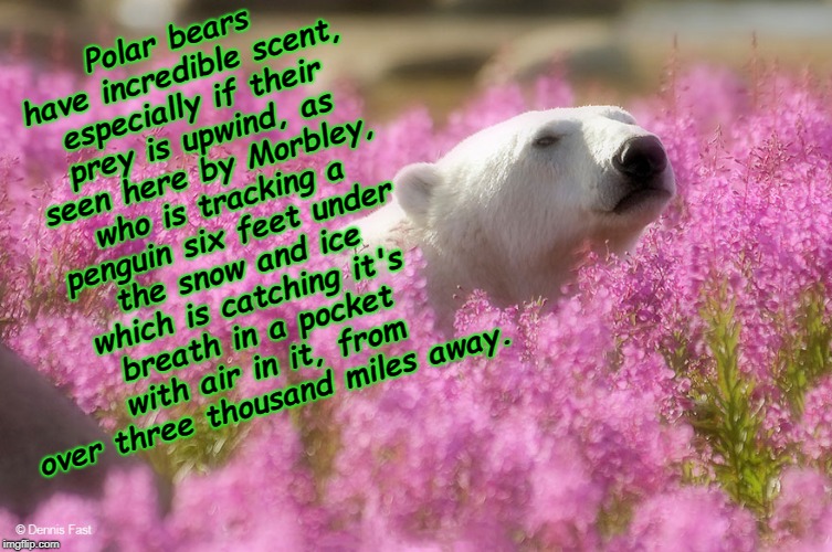 Polar Bear Flower Fields | Polar bears have incredible scent, especially if their prey is upwind, as seen here by Morbley, who is tracking a penguin six feet under the snow and ice which is catching it's breath in a pocket with air in it, from over three thousand miles away. | image tagged in polar bear flower fields | made w/ Imgflip meme maker