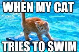 WHEN MY CAT; TRIES TO SWIM | image tagged in memes | made w/ Imgflip meme maker