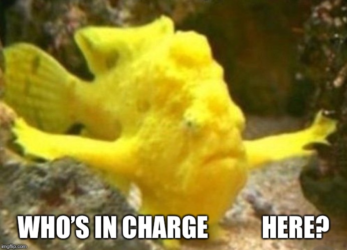 WHO’S IN CHARGE           HERE? | made w/ Imgflip meme maker