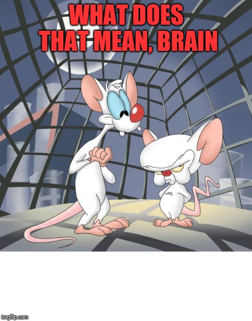 Pinky and the brain | WHAT DOES THAT MEAN, BRAIN | image tagged in pinky and the brain | made w/ Imgflip meme maker