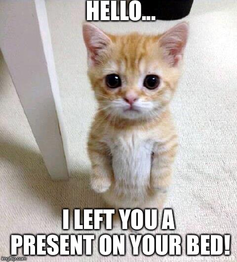 Cute Cat Meme | HELLO... I LEFT YOU A PRESENT ON YOUR BED! | image tagged in memes,cute cat | made w/ Imgflip meme maker