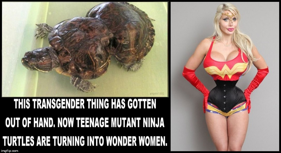 image tagged in teenage mutant ninja turtles,turtles,wonder woman,transgender,ninja turtles,amazon | made w/ Imgflip meme maker