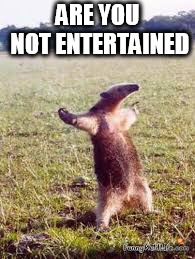 anteater | ARE YOU NOT ENTERTAINED | image tagged in anteater | made w/ Imgflip meme maker