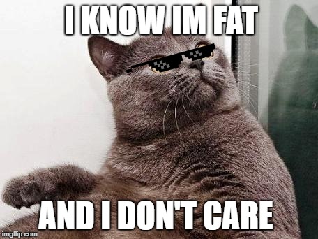 Surprised cat | I KNOW IM FAT; AND I DON'T CARE | image tagged in surprised cat | made w/ Imgflip meme maker