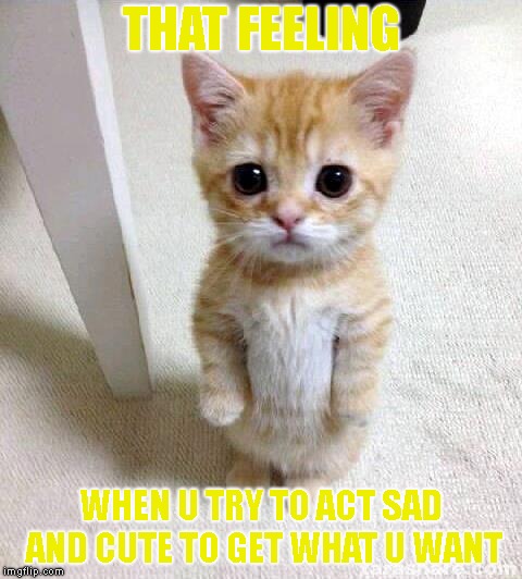 That Feeling When U Beg To See Another Meme Of Mine | THAT FEELING; WHEN U TRY TO ACT SAD AND CUTE TO GET WHAT U WANT | image tagged in memes,cute cat | made w/ Imgflip meme maker