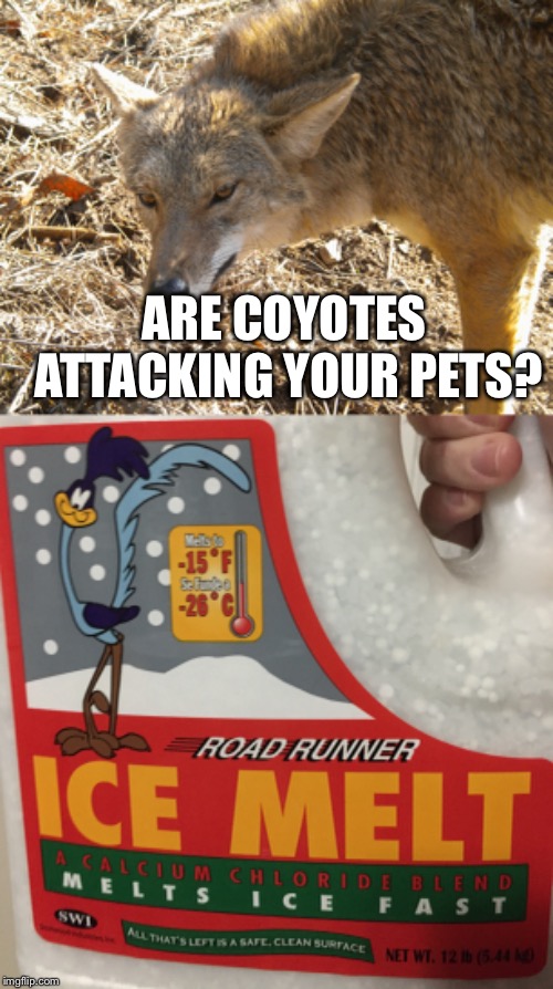 Acme Memes | ARE COYOTES ATTACKING YOUR PETS? | image tagged in coyote,roadrunner,memes,looney tunes,cartoon | made w/ Imgflip meme maker