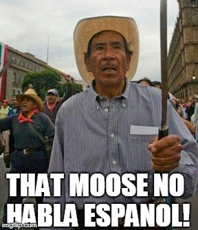 Angry mexican | THAT MOOSE NO HABLA ESPANOL! | image tagged in angry mexican | made w/ Imgflip meme maker