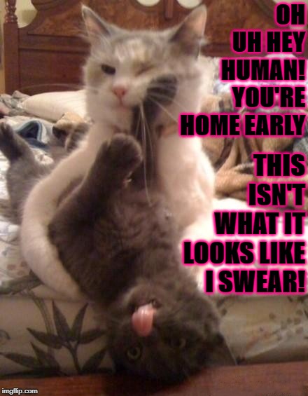 OH UH HEY HUMAN! YOU'RE HOME EARLY; THIS ISN'T WHAT IT LOOKS LIKE I SWEAR! | image tagged in you're home early | made w/ Imgflip meme maker