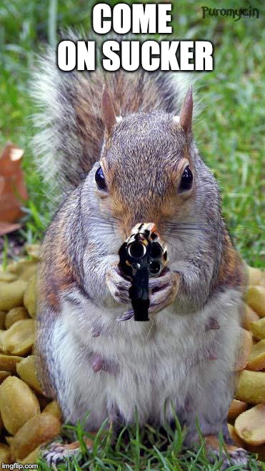 funny squirrels with guns (5) | COME ON SUCKER | image tagged in funny squirrels with guns 5 | made w/ Imgflip meme maker