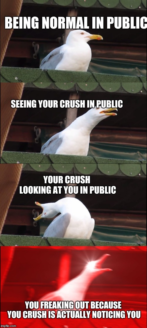 Inhaling Seagull Meme | BEING NORMAL IN PUBLIC; SEEING YOUR CRUSH IN PUBLIC; YOUR CRUSH LOOKING AT YOU IN PUBLIC; YOU FREAKING OUT BECAUSE YOU CRUSH IS ACTUALLY NOTICING YOU | image tagged in memes,inhaling seagull | made w/ Imgflip meme maker