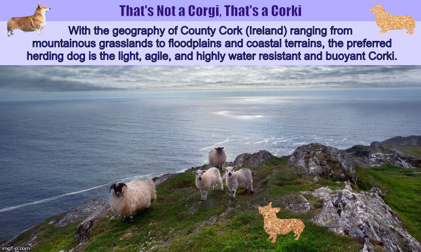 That's Not a Corgi, That's a Corki | image tagged in corgi,corki,pembroke welsh corgi,funny,memes,cork | made w/ Imgflip meme maker