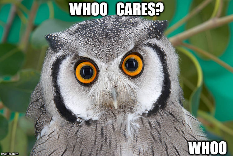 Nobody was listening so  I  FARTED. | WHOO   CARES? WHOO | image tagged in owls  whoo  whoo are you | made w/ Imgflip meme maker