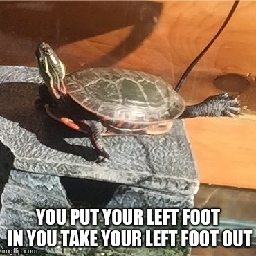 Sometimes you just have to dance | YOU PUT YOUR LEFT FOOT IN
YOU TAKE YOUR LEFT FOOT OUT | image tagged in turtle yoga,turtle hokey pokey,shut up and dance,let it go | made w/ Imgflip meme maker