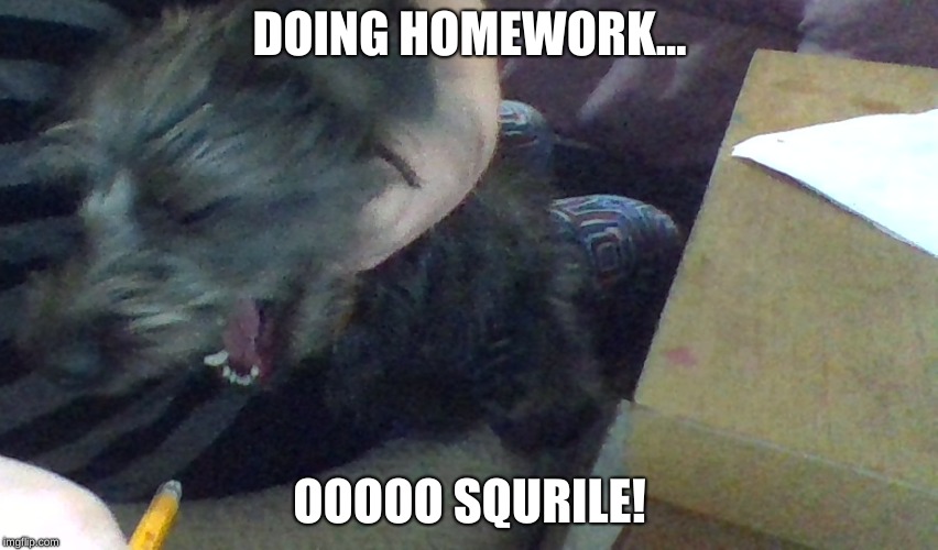 DOING HOMEWORK... OOOOO SQURILE! | image tagged in homework,dogs | made w/ Imgflip meme maker