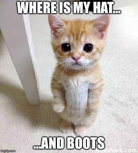 Cute Cat Meme | WHERE IS MY HAT…; …AND BOOTS | image tagged in memes,cute cat | made w/ Imgflip meme maker