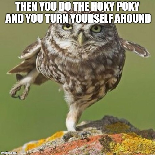 Small owl standing on one leg | THEN YOU DO THE HOKY POKY AND YOU TURN YOURSELF AROUND | image tagged in small owl standing on one leg | made w/ Imgflip meme maker