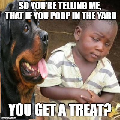 SO YOU'RE TELLING ME, THAT IF YOU POOP IN THE YARD; YOU GET A TREAT? | image tagged in funny,so you're telling me,funny memes | made w/ Imgflip meme maker