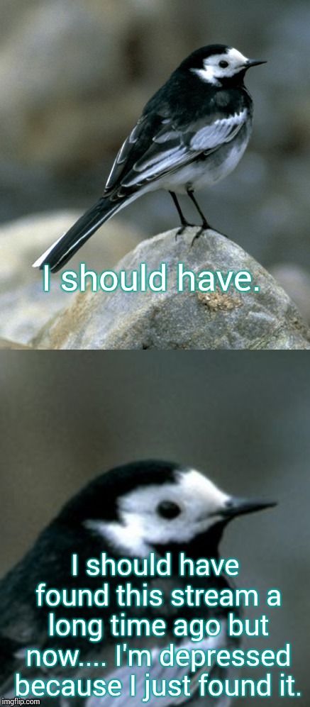 Clinically Depressed Pied Wagtail | I should have. I should have found this stream a long time ago but now.... I'm depressed because I just found it. | image tagged in clinically depressed pied wagtail | made w/ Imgflip meme maker