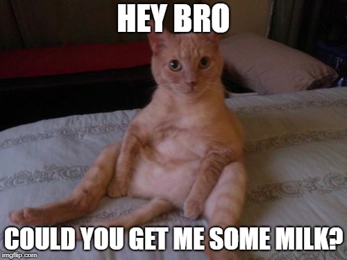 Chester The Cat | HEY BRO; COULD YOU GET ME SOME MILK? | image tagged in memes,chester the cat | made w/ Imgflip meme maker