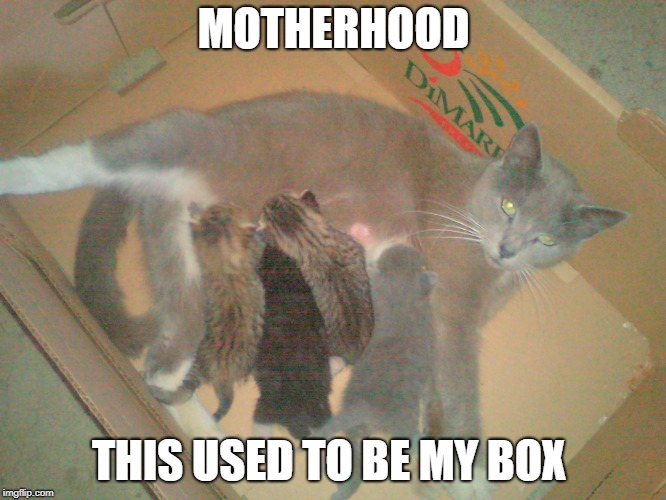 MOTHERHOOD; THIS USED TO BE MY BOX | image tagged in kittens,mom,cats,box | made w/ Imgflip meme maker