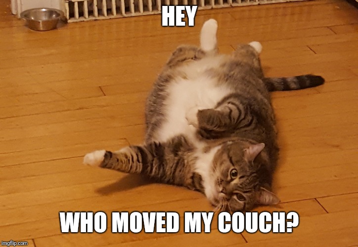 Furniture-rearrangement-Saturday | HEY; WHO MOVED MY COUCH? | image tagged in confused cat | made w/ Imgflip meme maker