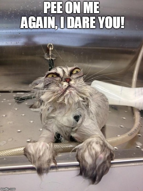 Angry Wet Cat | PEE ON ME AGAIN, I DARE YOU! | image tagged in angry wet cat | made w/ Imgflip meme maker